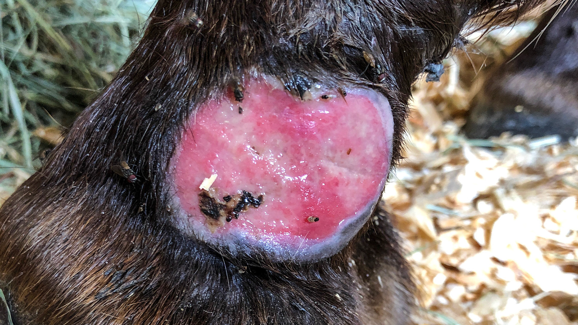 Horse G - Summer sore treatment. Granulation tissue on 6/29/2019 after wrapping using a water soluble antibiotic, a non-stick pad and a local pressure wrap (4x4 gauze plus non-adhesive stretch wrap for pressure and an adhesive wrap top and bottom to seal the ends).