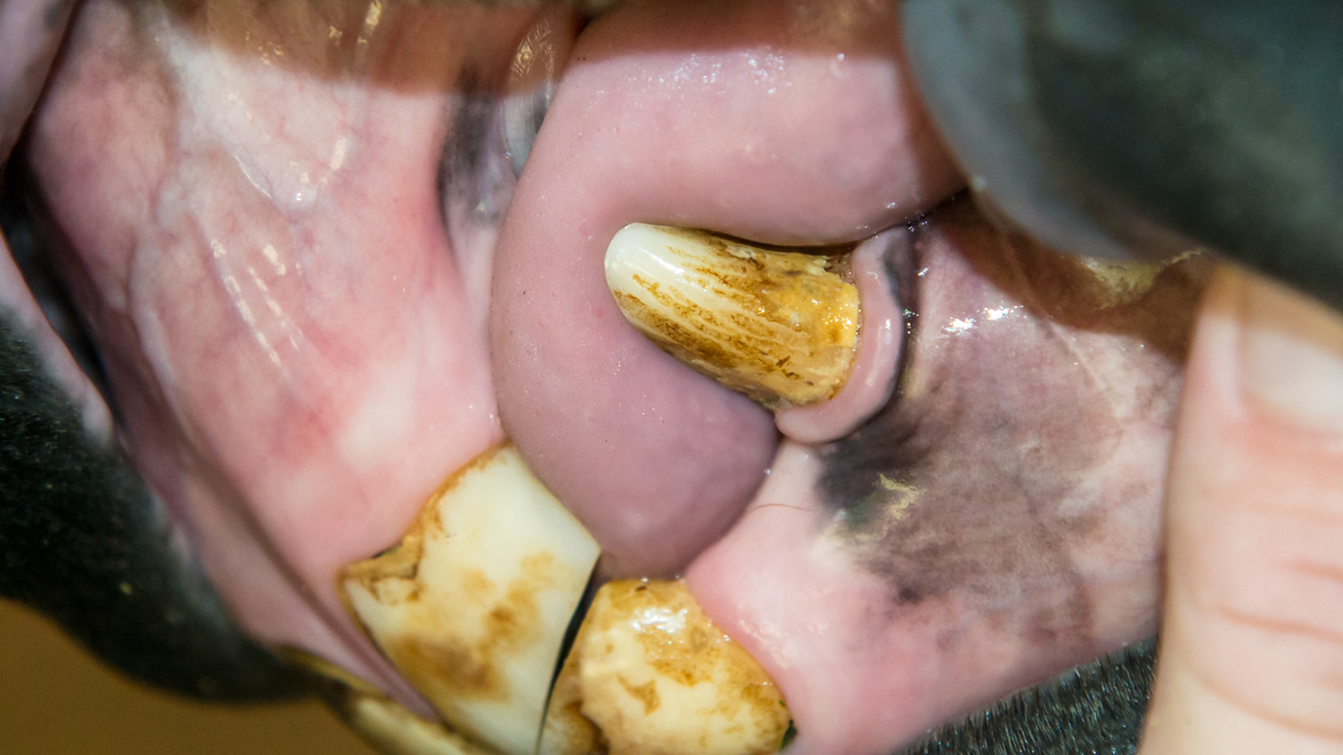 Very large lower canine but no upper canine