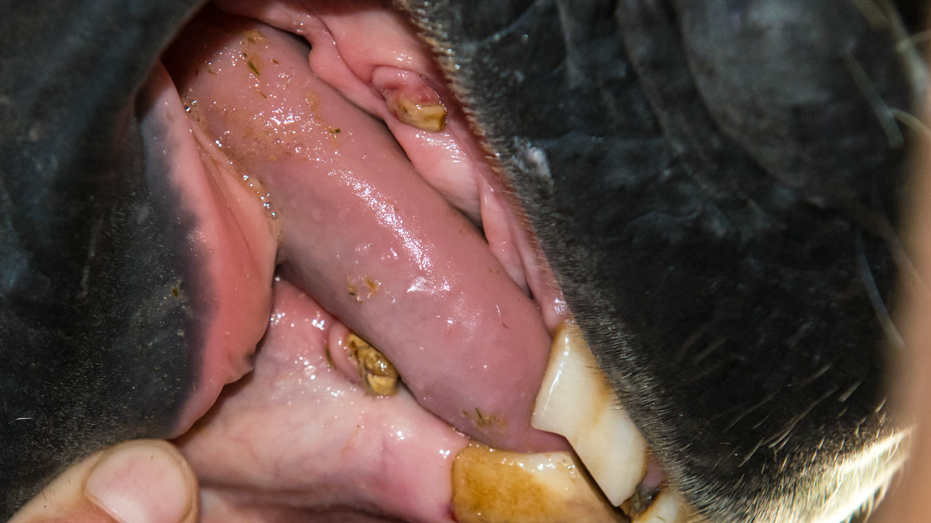 Canines with tarter in a mare