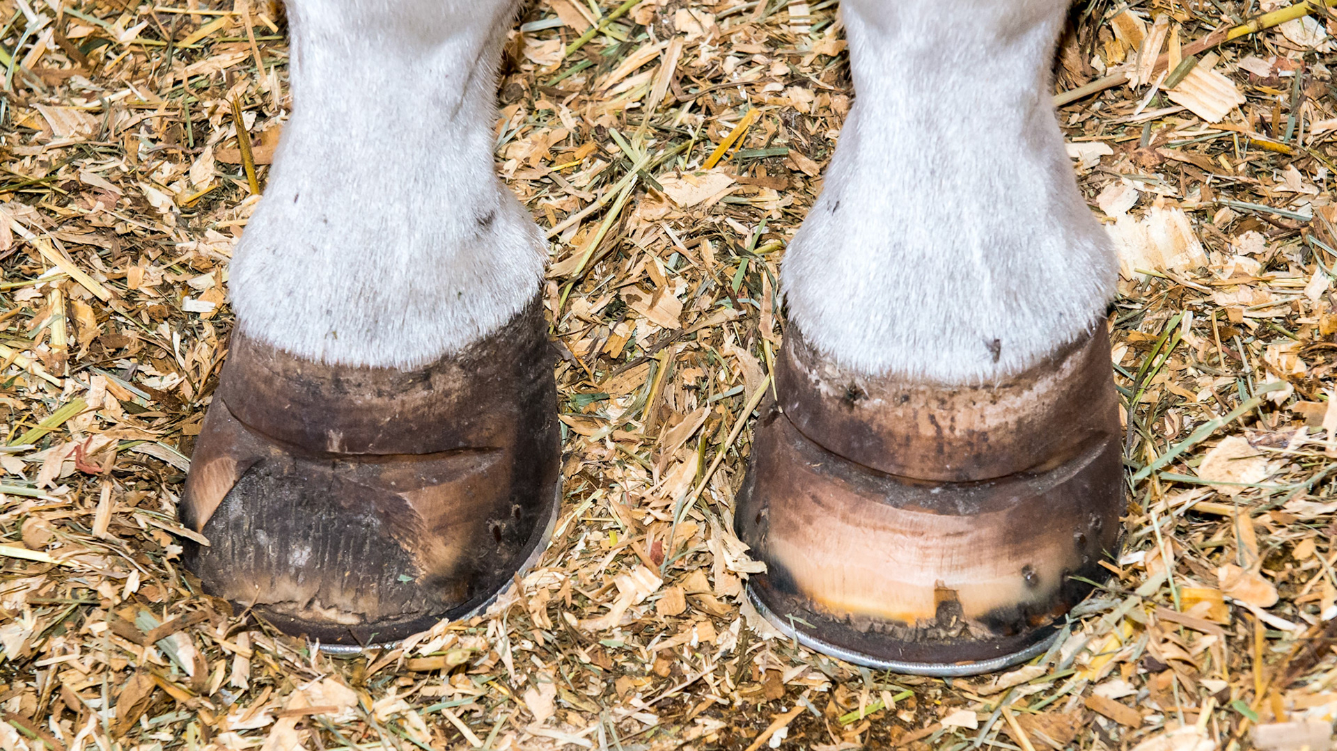 The front hooves of a 12 year old pony with "sore feet." I assume the horse has laminitis but the owner was not present to confirm.  More details on the other pictures.