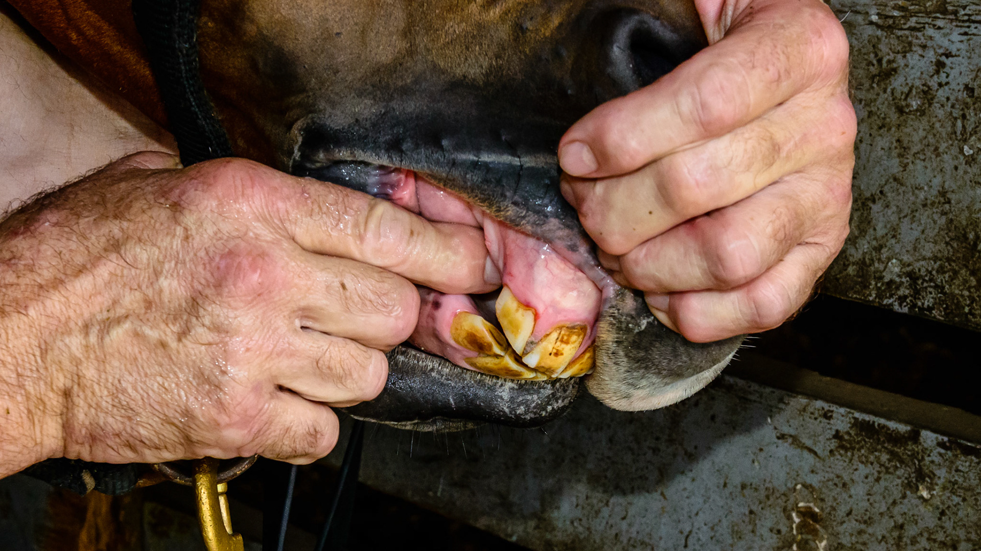 trauma to this lower corner incisor that has broken off a thin layer of enamel of the labial surface.  This won't be a problem though it had darkened alerting the owner that something had happened.