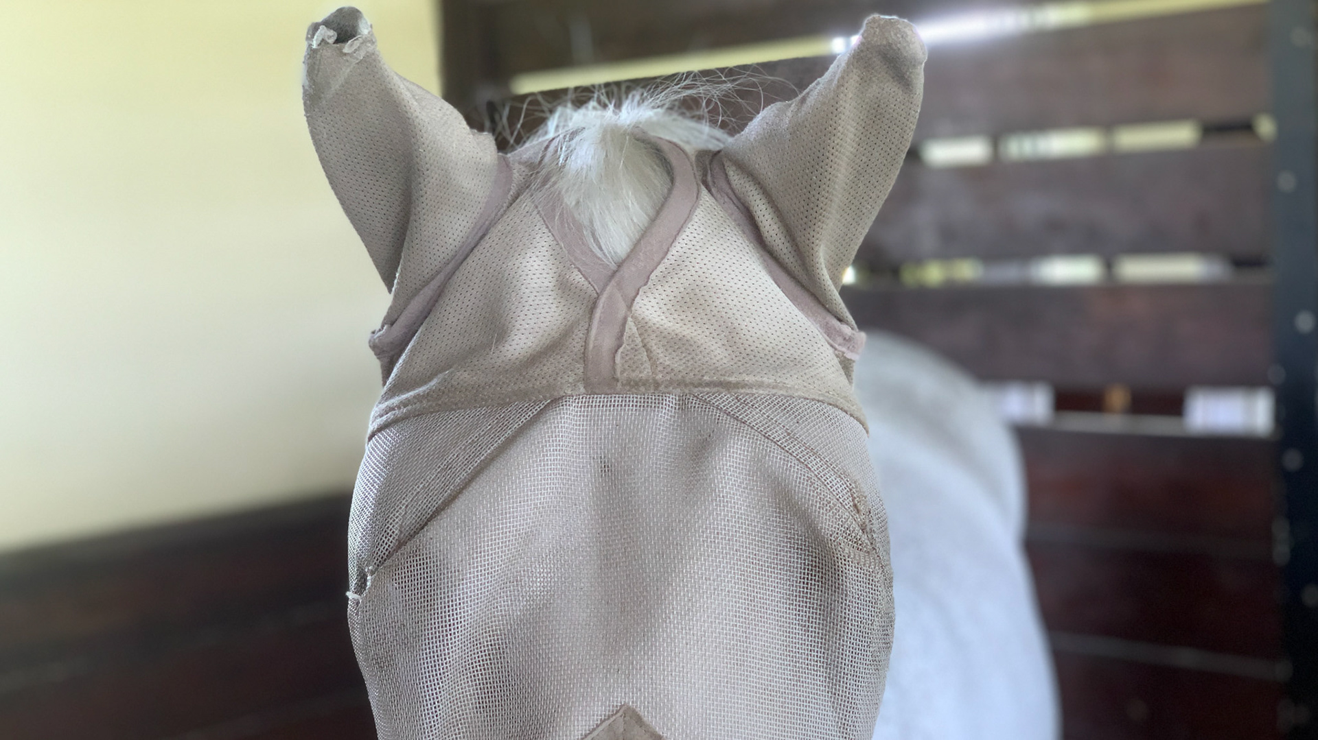 Fly mask covering the ears.