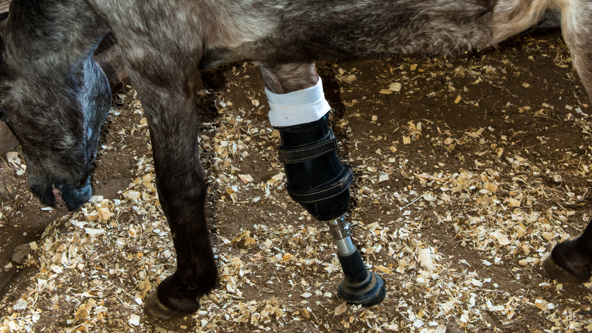Molly was attacked by a dog during hurricane Katrina in 2005. A year later the lower right forelimb was amputated and replaced with a prosthesis. Molly is an exceptional pony who inspired physically and mentally challenged people everywhere in Louisiana.  She has recently passed away and is a loss to the positive spirit mankind needs.