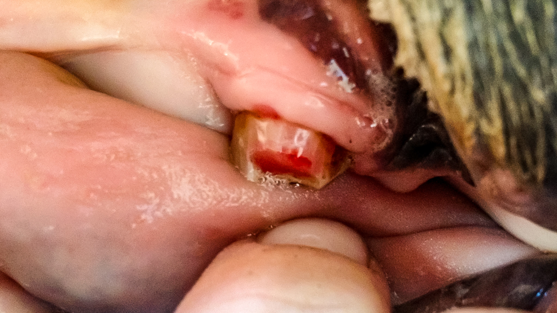 Canine fracture with exposed pulp.