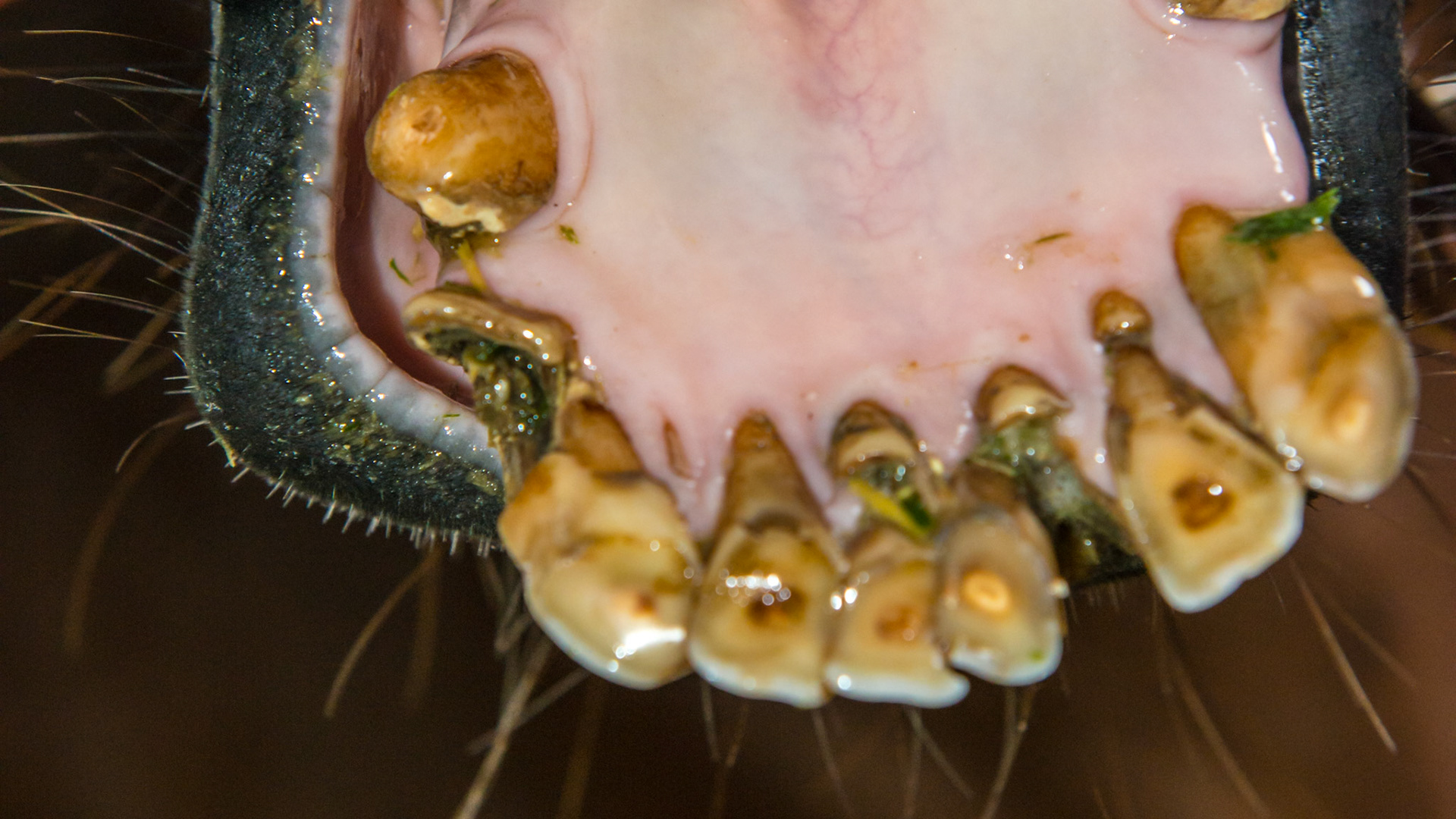 EOTRH horse 12 - A 25 yr old QH G with decay and feed impaction of #403, 101, &amp; 301's , extra lower incisors, cap remnants behind 301/2/3, gum recession of central lower incisors.THIS PICTURE clearly shows the 3 cap remnants on the caudal aspect of the lower central incisors.