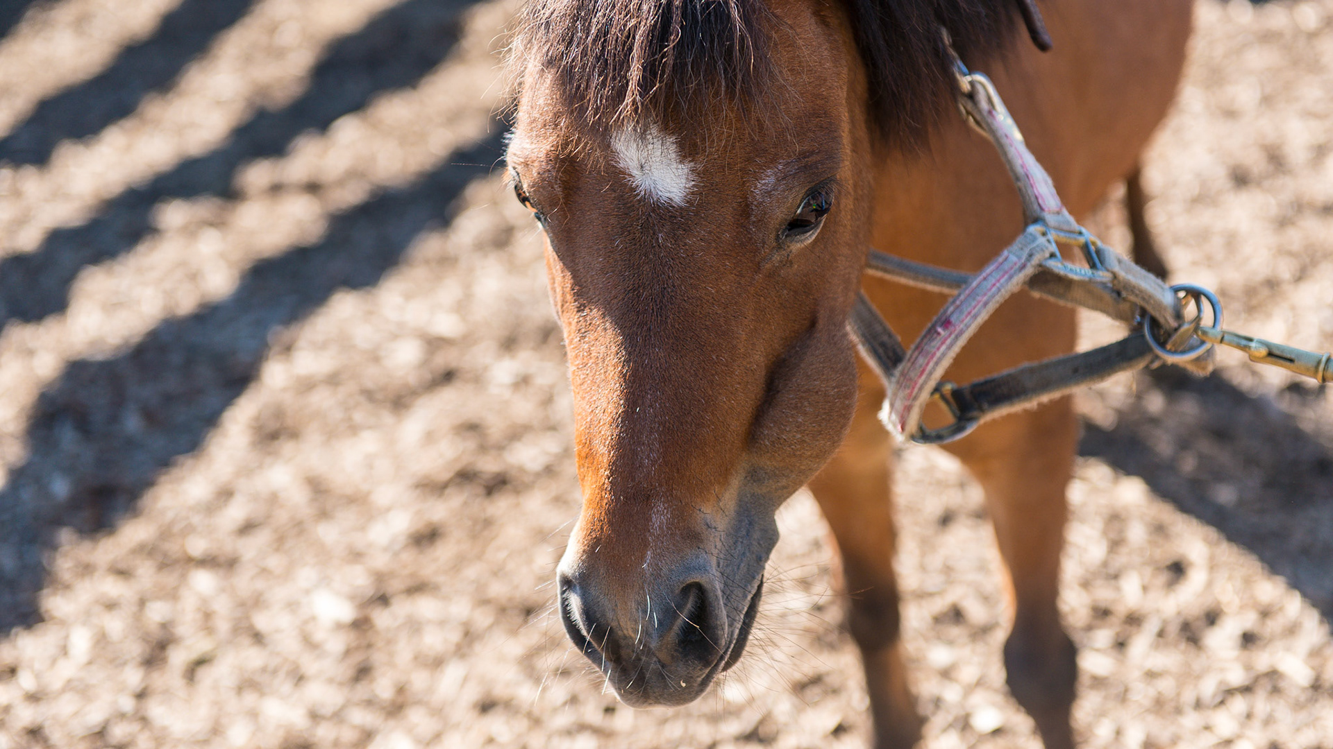 A 13 year old mini with a firm lump on the left side of the face.  #207/8/9 are displaced medially towards the palate.  The pony cannot clean out this area of feed due to the physical obstruction.  This has been a life long problem.