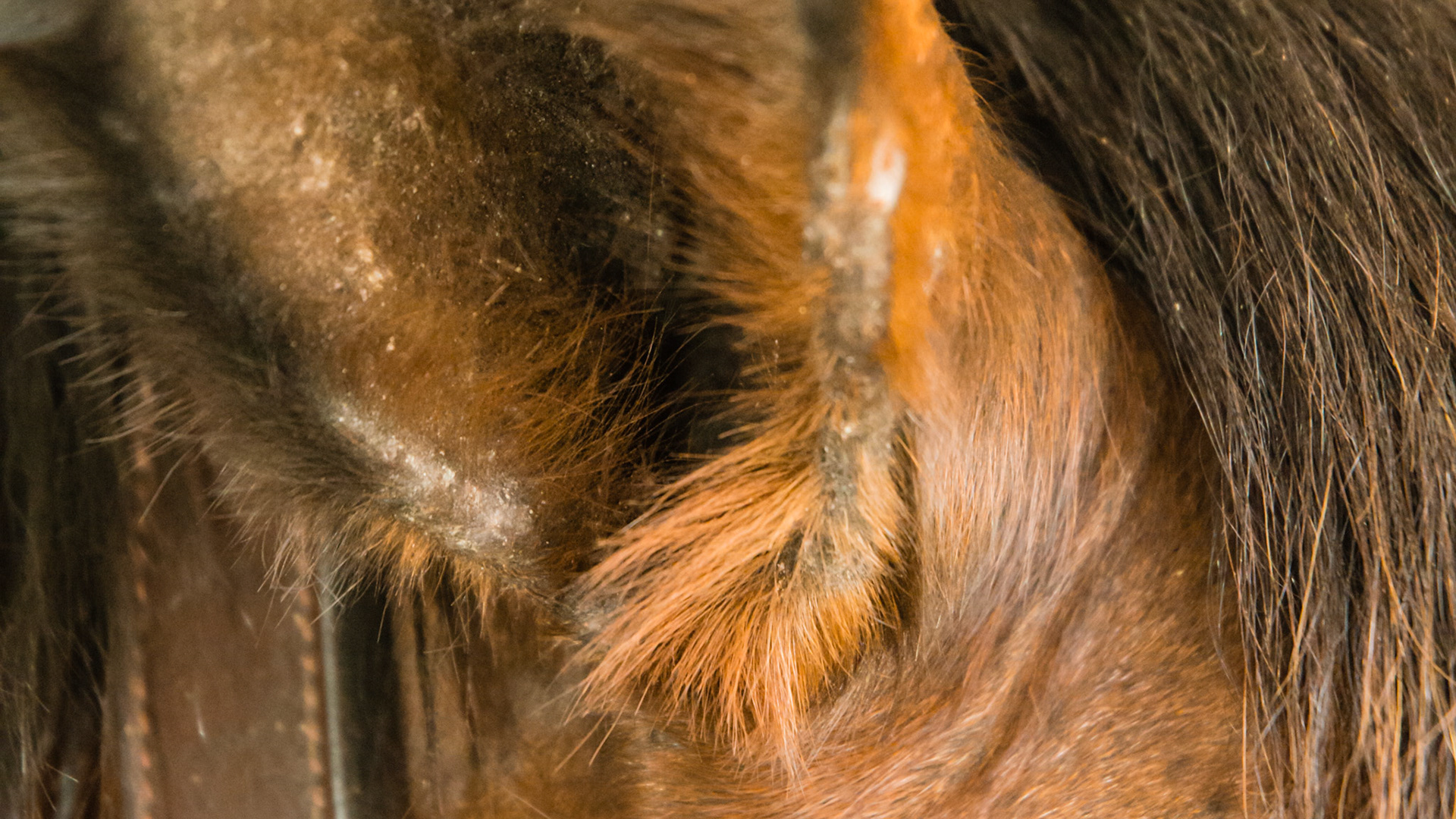 Horse B - culicoides (biting midges) sensitivity on the inside of the ear.