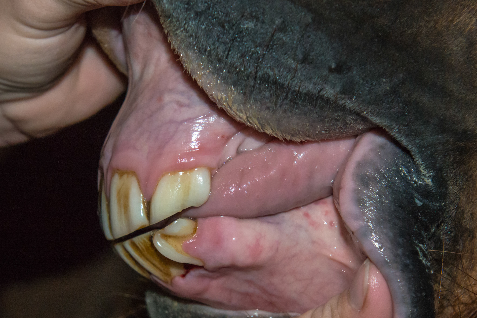 6yr 5mo Abnormally shaped #303