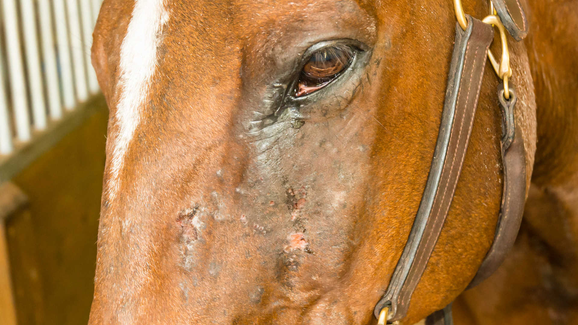Horse B - culicoides (biting midges) sensitivity on the face.