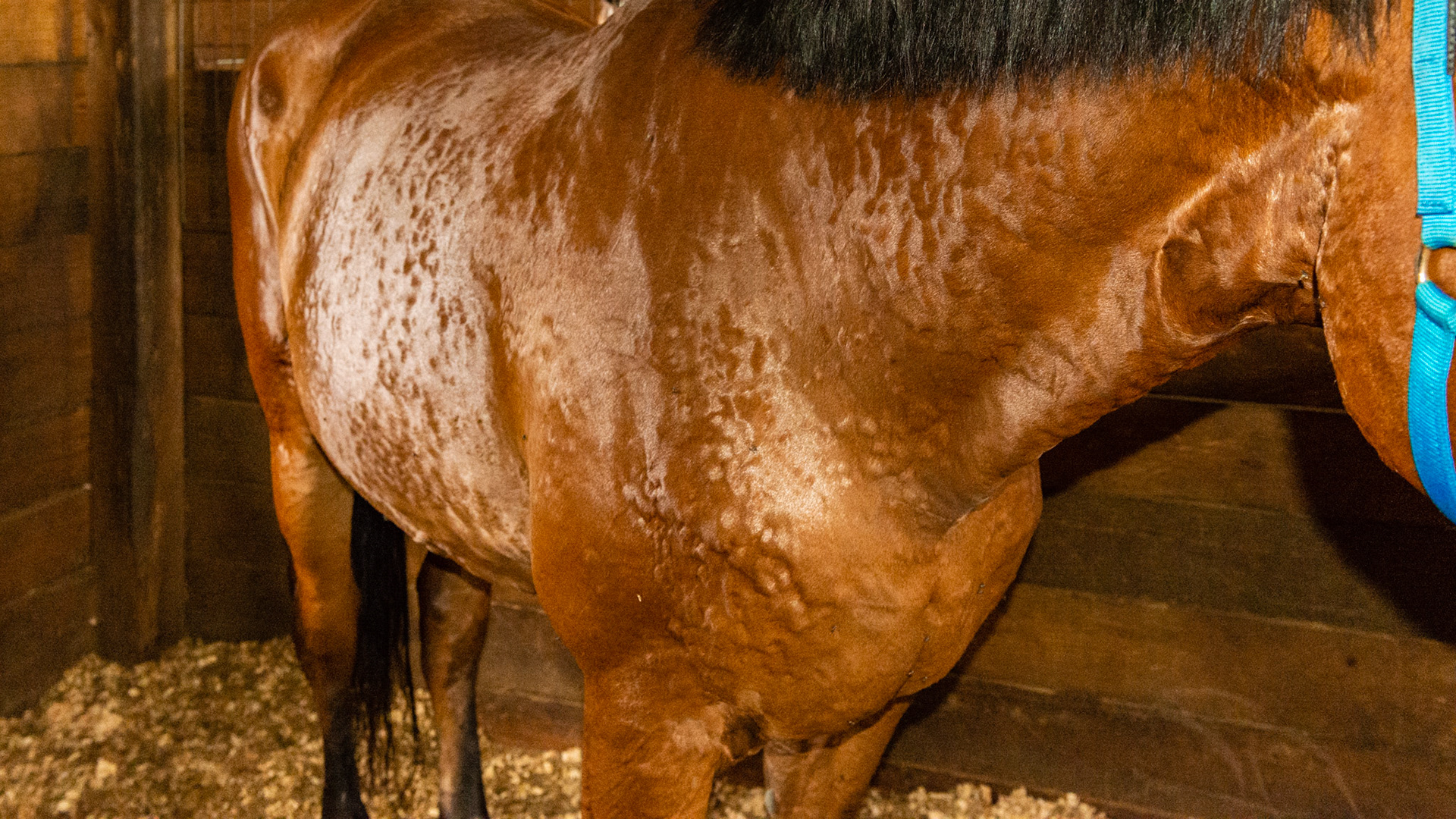 2nd bout of hives in 24 hrs. No other signs of anaphylaxis. Presumed cause is Previcox which he has been on for 20 days. No other changes.