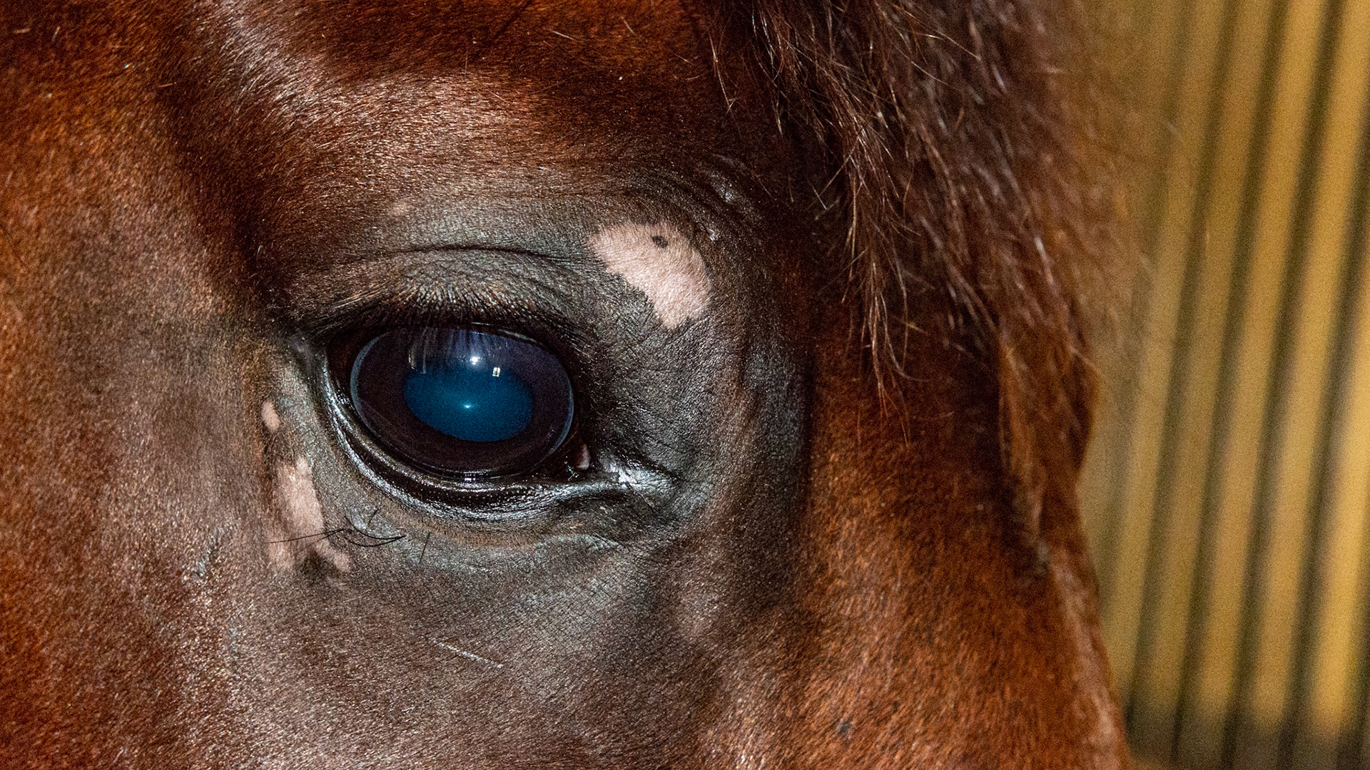 Depigmentation - This horse came to the farm 8 months ago (spring) with this loss of dark pigment. A fly mask was used immediately and the pink areas returned to black. Then about 4 weeks ago (September) the depigmentation occurred again. Some believe it is a mineral deficiency (manganese and zinc plus others) but there is no consistent cause or treatment. It does not bother the horse.