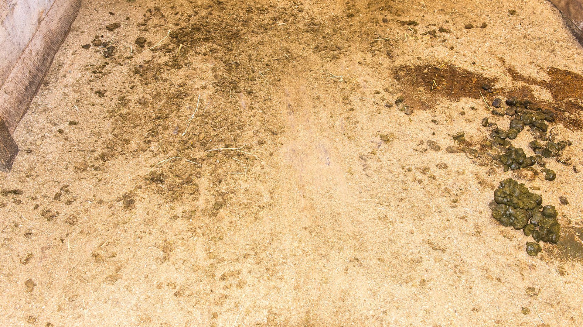 This stall floor is made of 2x6's on end. It is hard to see here, but 1) there is a central 4 inch section of wood running perpendicular  to the 2x6's across the stall dividing the floor into 2 sections and 2) the top edge of the boards have become worn with soft edges. The bedding looks dirty but there was no urine odor detected.  I like wood flooring because it is soft yet firm for the horse to stand on, but I dislike how slippery they are and how urine gets trapped below the boards. This arrangement seems to be a solution to both of these problems.
