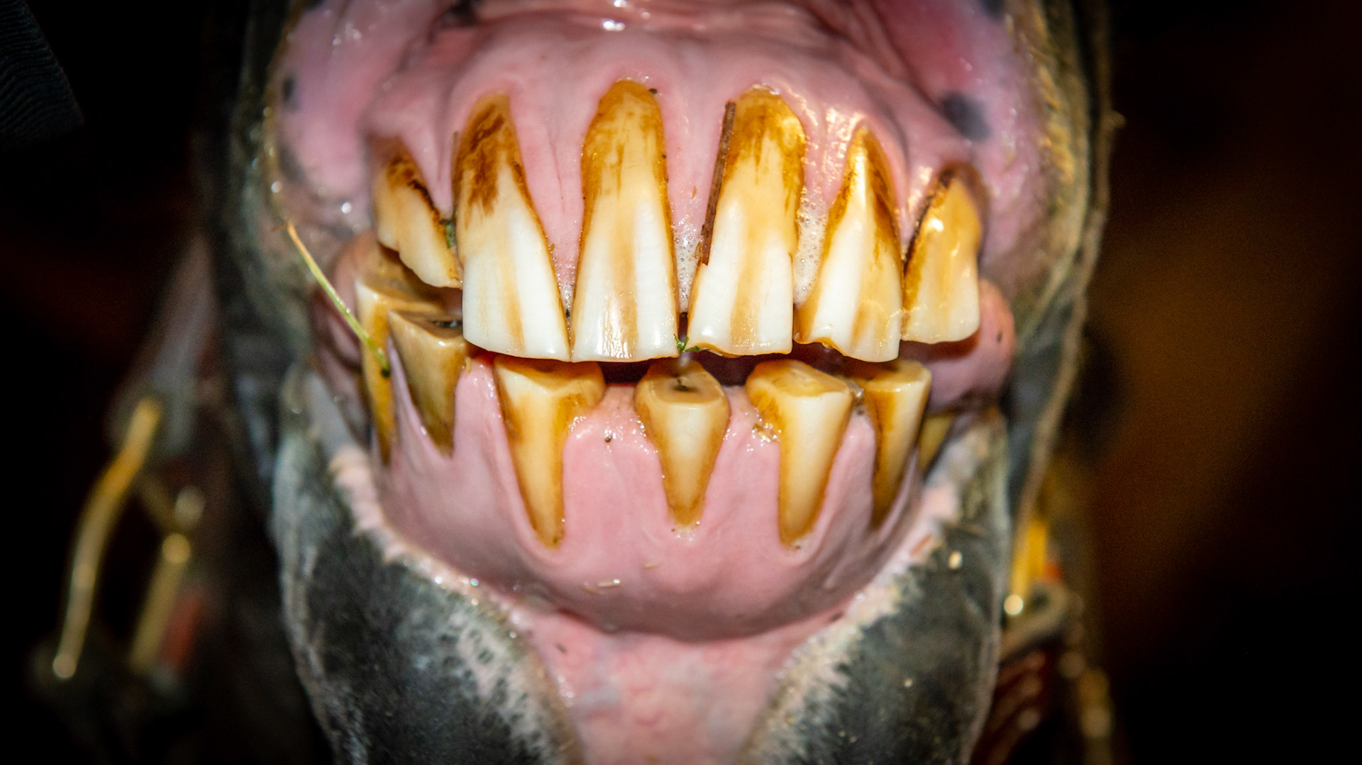 Abnormal wearing of the incisors including receding gums on the upper 3's. My speculation is that the tongue has done all of this in this horse in his late 20's. In addition the receding gum line may be early stages of EOTRH.