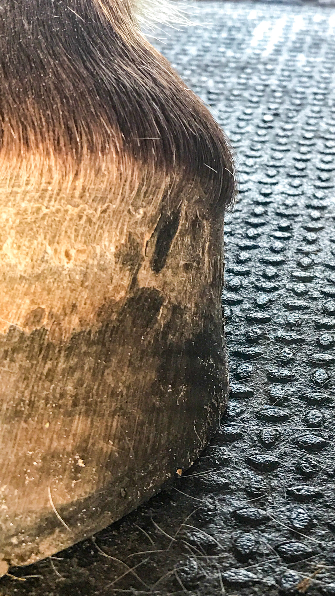 Hoof growth and change 4 months after starting protein supplementation.