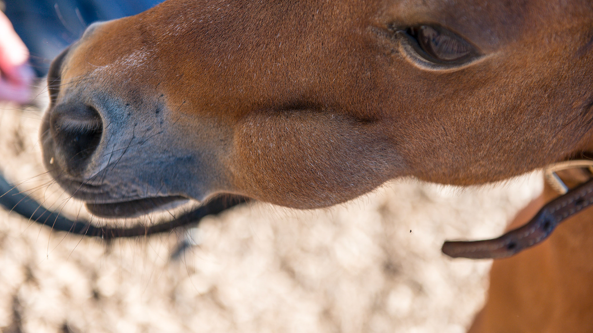 A 13 year old mini with a firm lump on the left side of the face.  #207/8/9 are displaced medially towards the palate.  The pony cannot clean out this area of feed due to the physical obstruction.  This has been a life long problem.