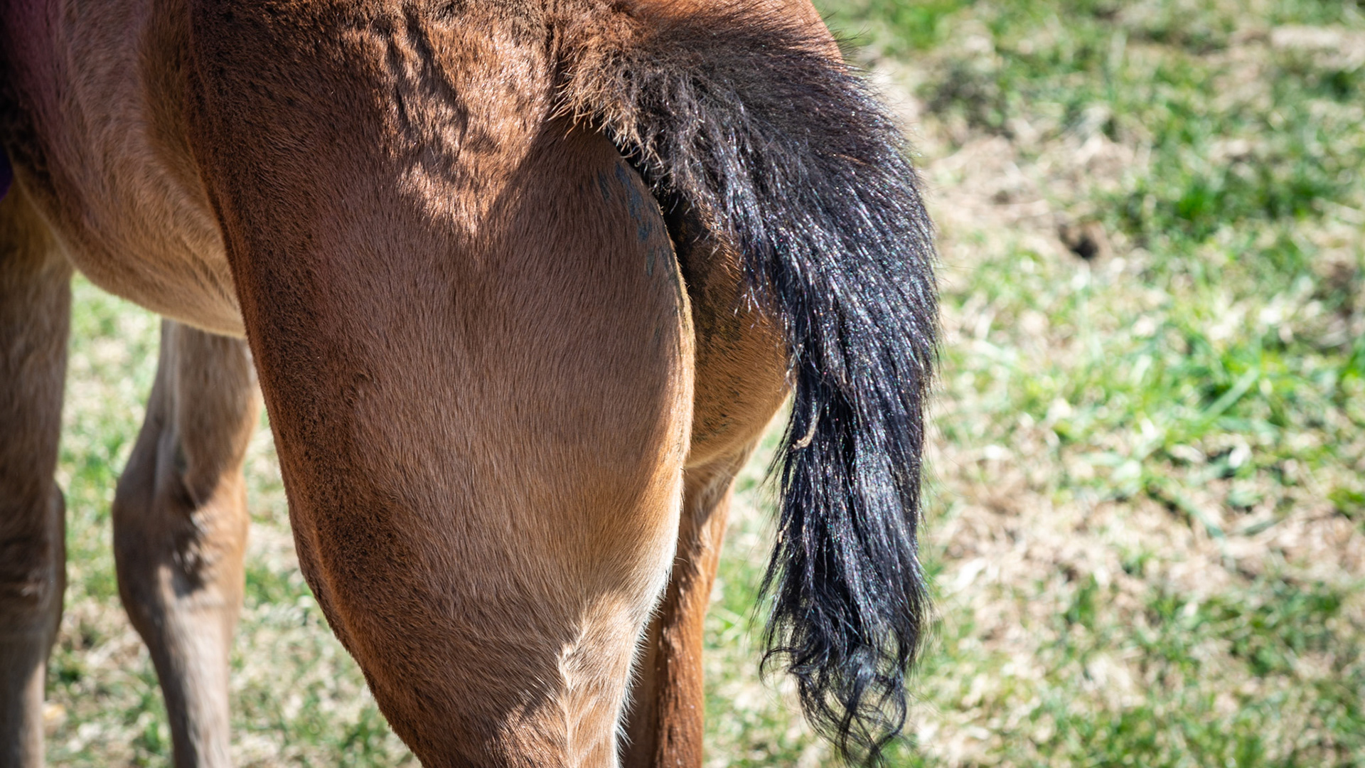Minimal scour or diarrhea hair loss on this foal. The manure has been removed but the hair came off with the cleaning.