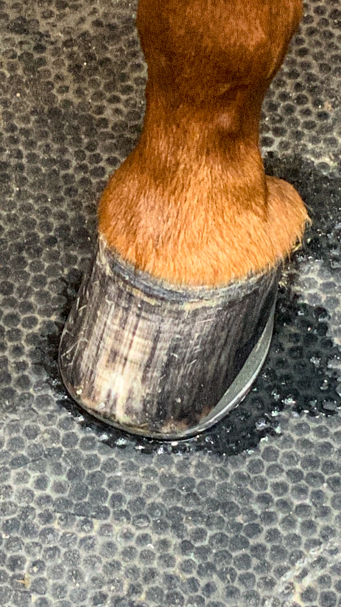 The owner complained about the unusual stripes on the hoof but what was more noticeable was the offset shoes set wide to the hoof wall to compensate for the vertical wall on the inside of the RF and the outside of the LF.  The idea here is to trick the hoof growth to draw its growth to the outside edge of the show where the hoof wall belongs.