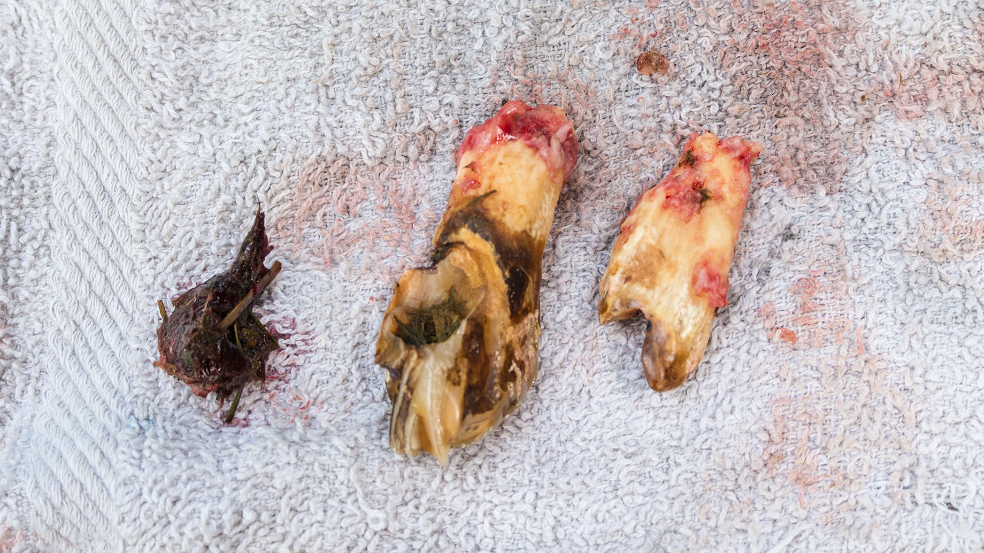 Cheek teeth fracture horse 5 - Fractured cheek tooth 410 extracted with impacted food