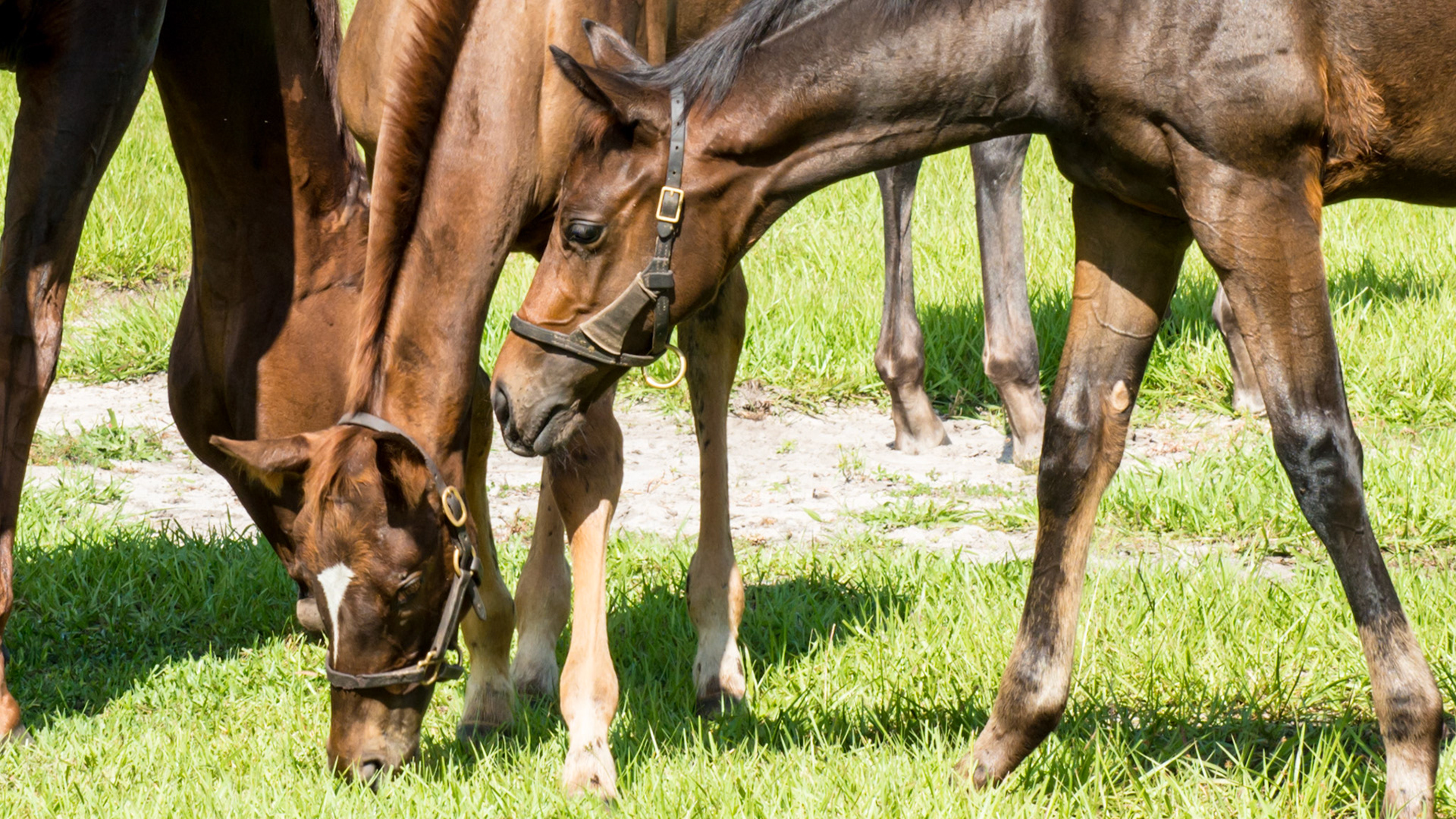Foal A - 2 of 3 - The youngest foal approaches the oldest foal as the oldest foal leans away not interested in playing.