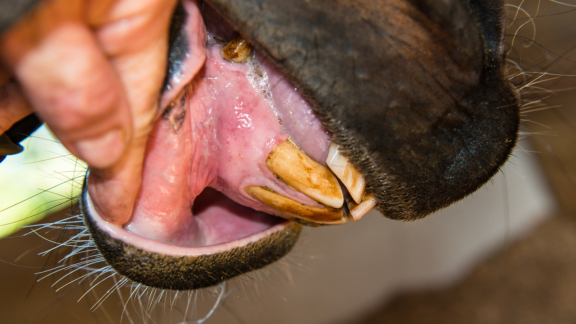 EOTRH horse 4 - Follow-up on this horse about 2 years after the 1st set of images shows the progression of this disease. Interestingly, but probably unrelated, is this horse's extreme sensitivity to floating the mandibular cheek teeth, especially 306 requiring medication and difficulty chewing for 12+ hrs.