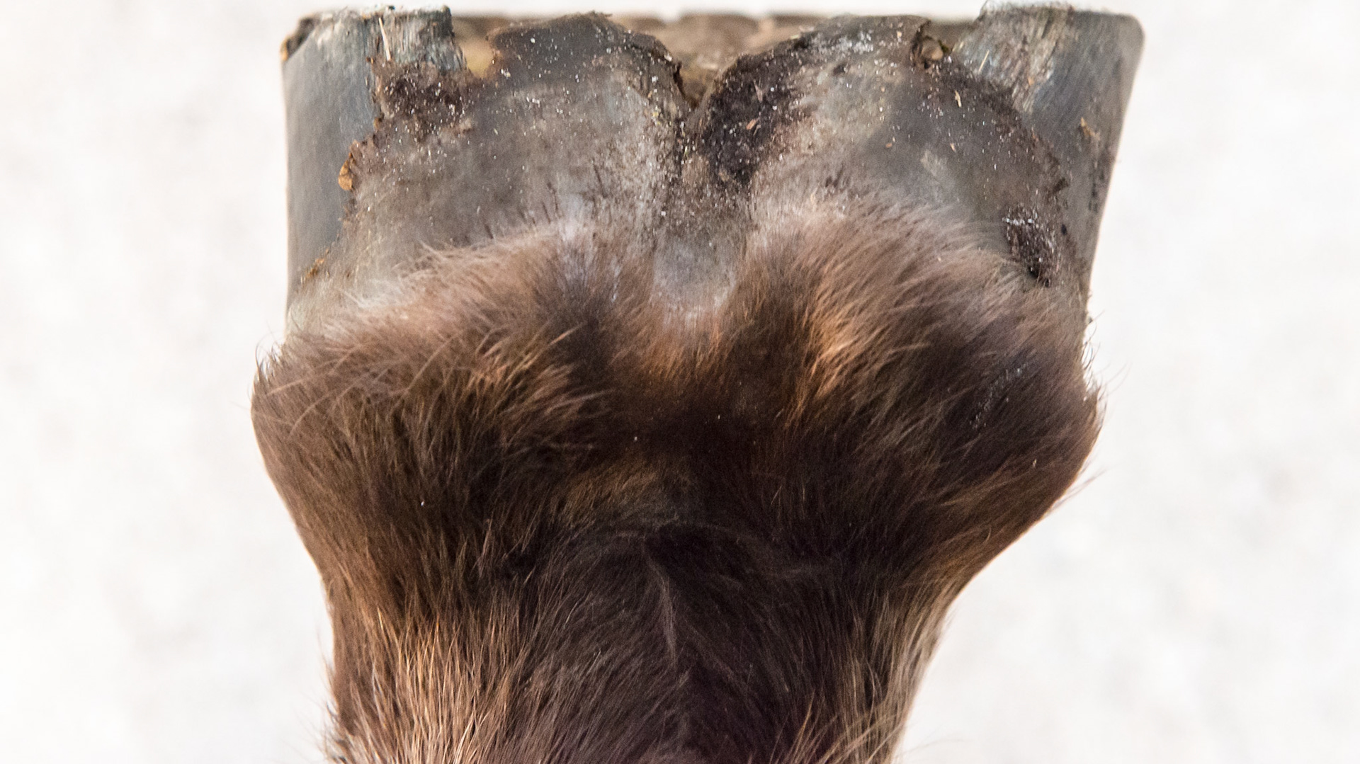 Horse J - The LF hoof of this horse has an asymmetric hoof and an offset pastern entering the hoof. This view shows the vertical medial wall, the higher medial heel and the horizontal splay of the lateral heel and hoof wall.  This geometry is a result of the medial side landing first causing an upright wall and elevated heel and the lateral side landing last with the force vectors being more horizontal and moving the wall outward.