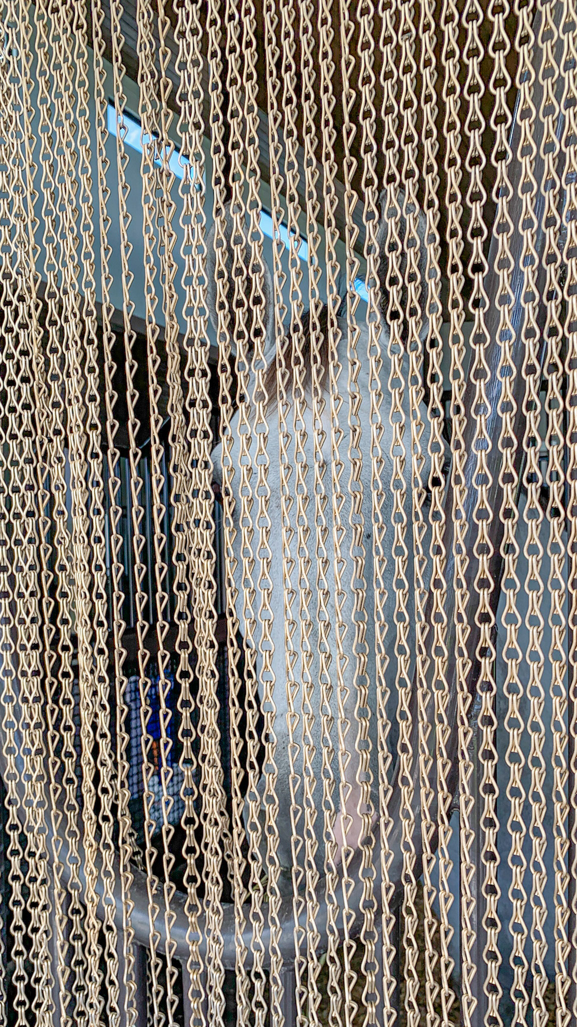 A curtain of chain effectively keeps the flies out of this barn.