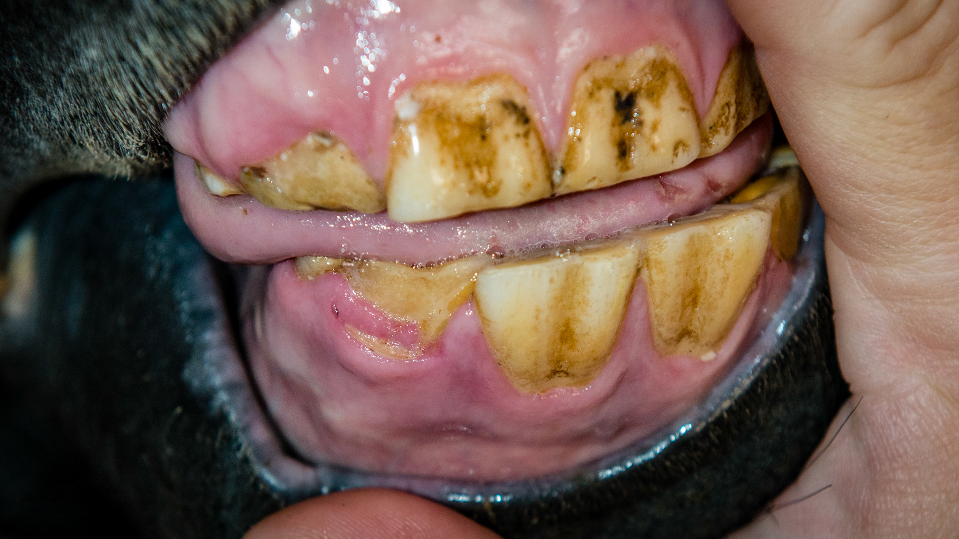 Incisor cap extractions horse 2 - Cap displaced but not visible and was found by touch on #102