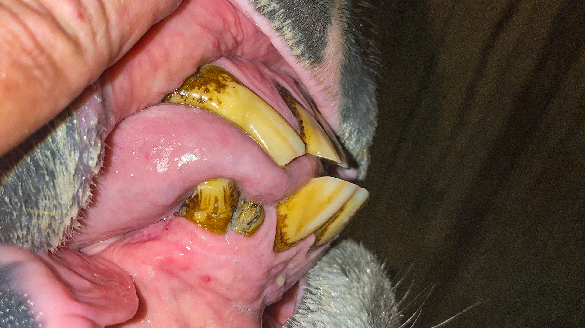 EOTRH with receding gums with a hypertrophied gum edge plus the classic “red dots” on the gums. The lower right canine tooth is fractured.