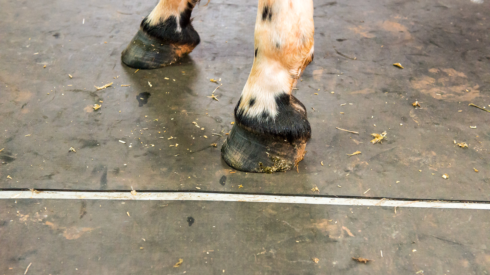LF club foot in a 5 year old Appaloosa. The pastern and hoof have a more vertical angel indicating both DDF and SDF tendon involvement.