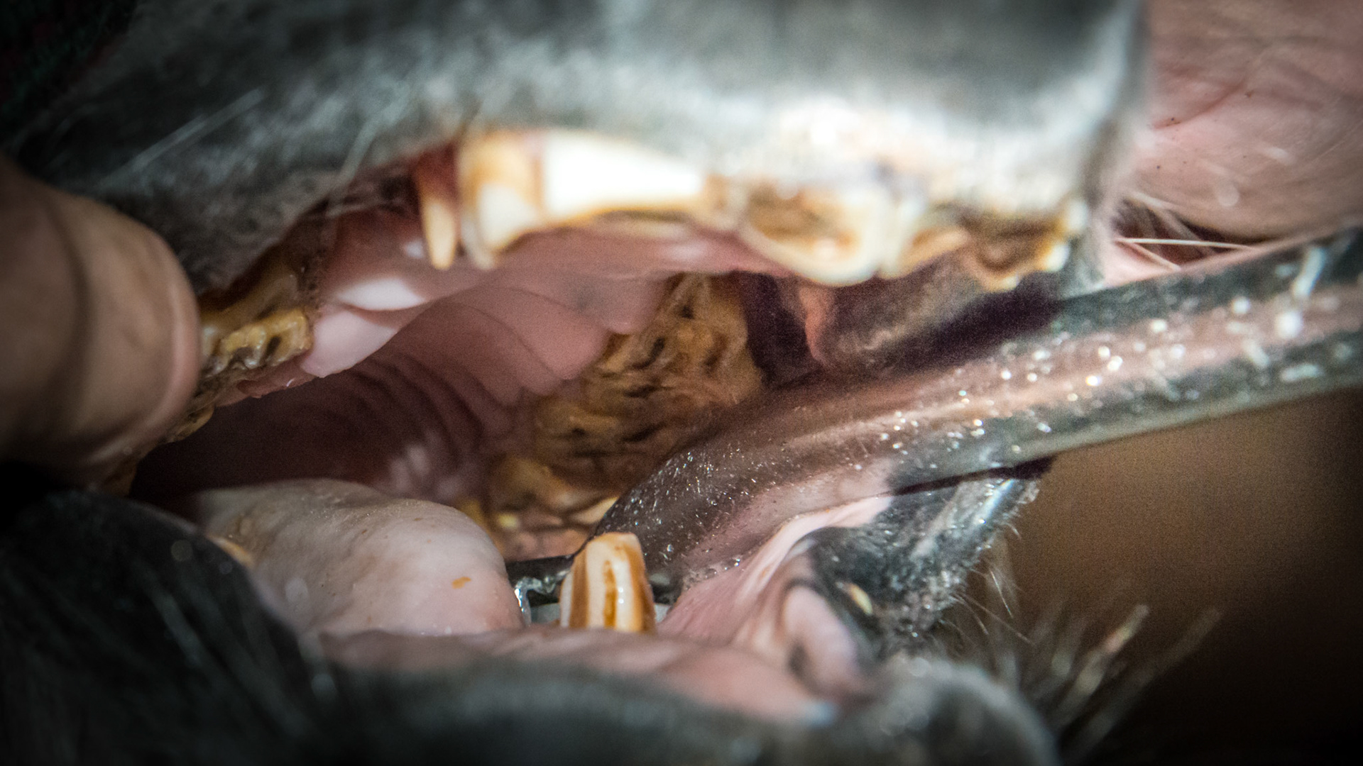 Lower 6's have hooks and the upper 6's are "smashed in".  This is typical in a pigmy mini of unknown age.