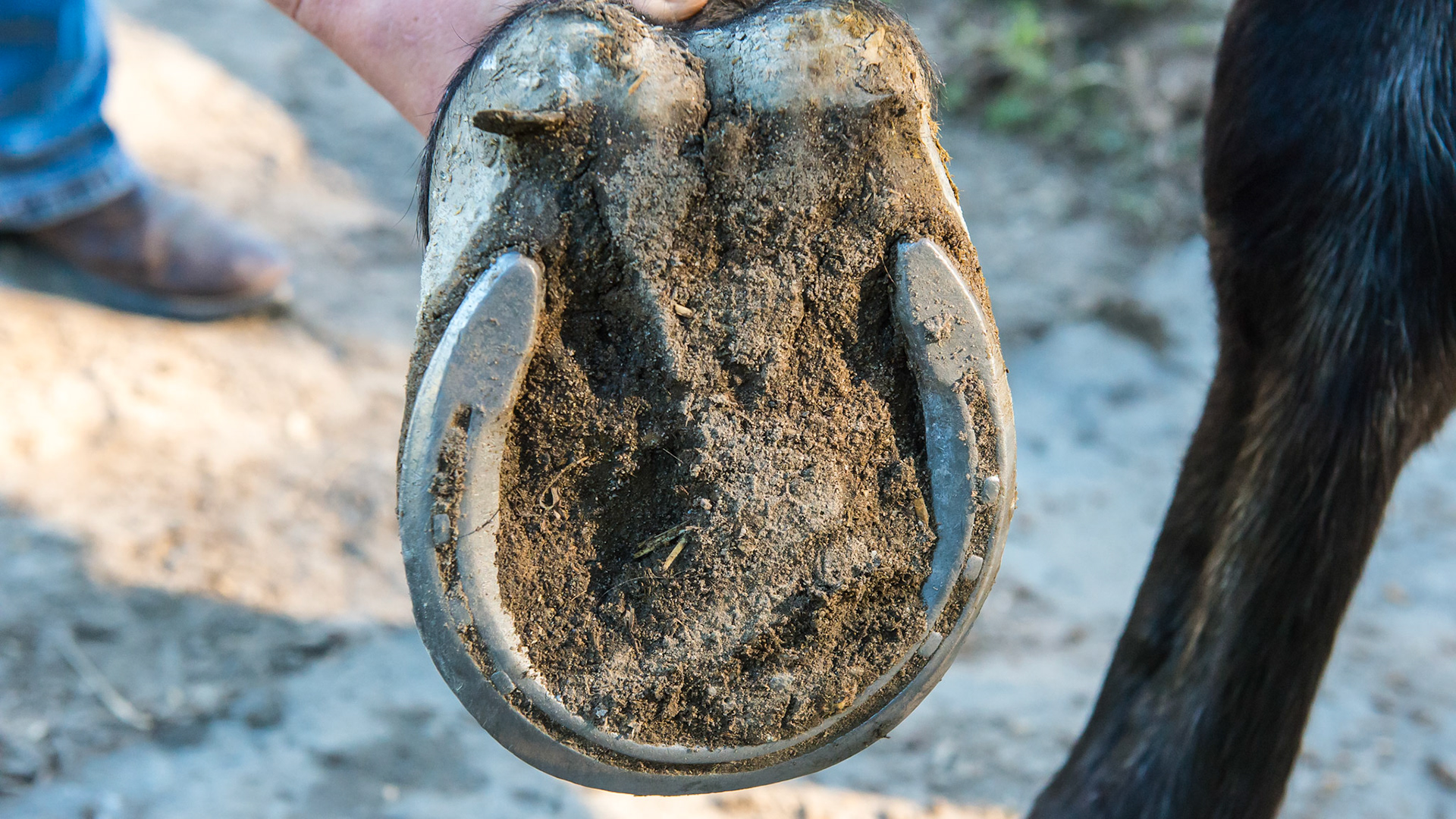 28 year old warmblood with platter like hooves. Note the long toe and low heel.  the heels are undershot with the wall touching the ground well in front of the bulbs of the heel.  He is not sound for work but does well in retirement.