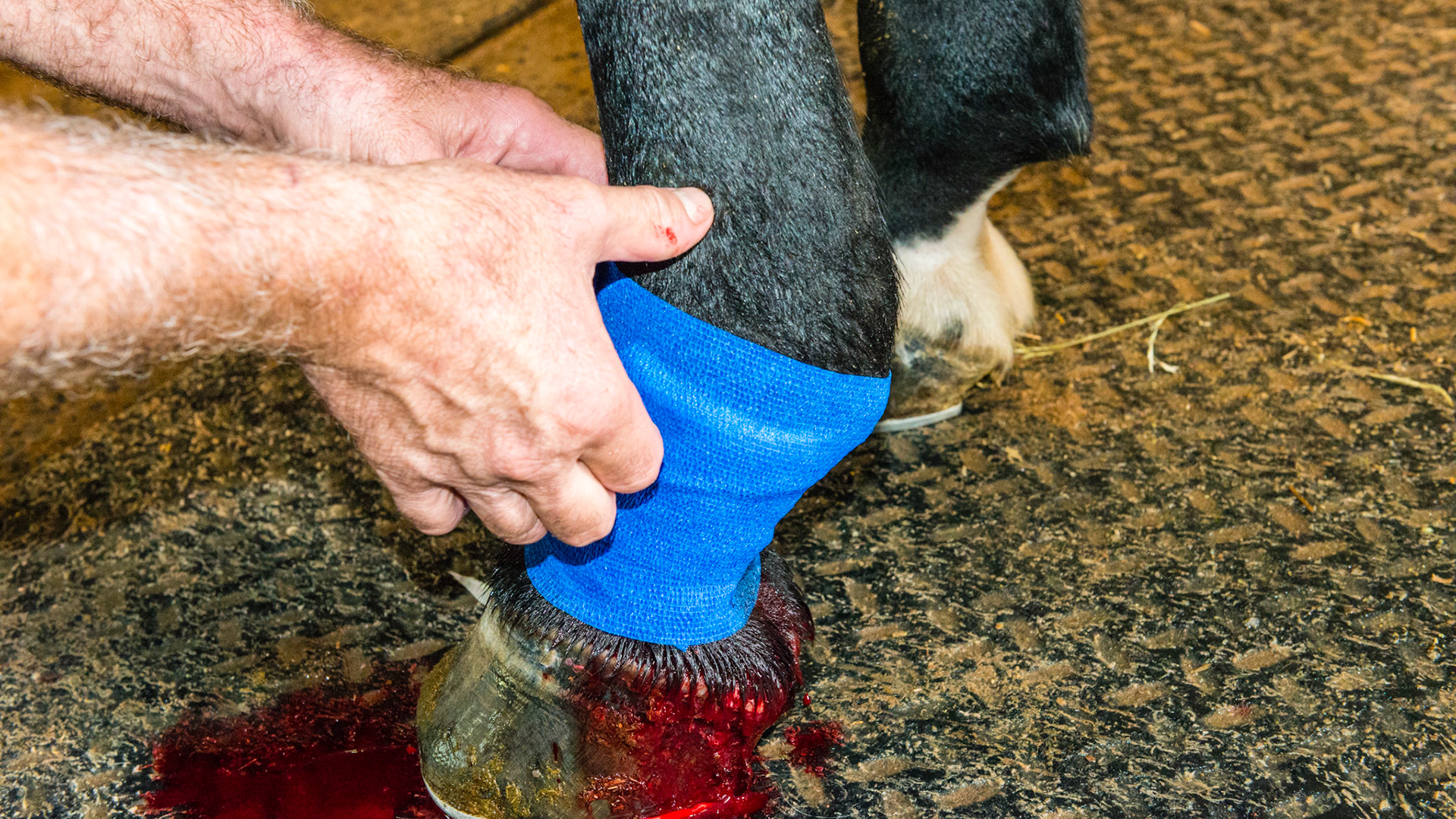 The sequence of wrapping the proud flesh wound: 3 of 4 - The elastic bandage should cover the underlying pads. Too much tension can cut off the circulation to the foot. Gentle pressure is all that is needed.