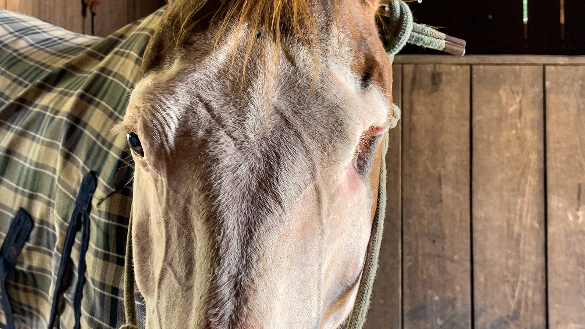 Squamous cell carcinoma (cancer) of the left eyelid and associated eye tissue. This eye was enucleated, and the horse became pain-free. A prosthesis is not used here requiring the owner to clean out the socket daily.