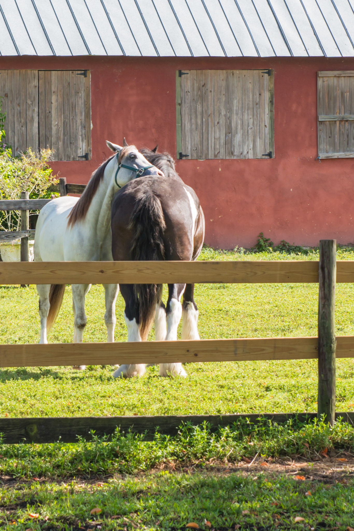 Mutual grooming of 2 horses, each nuzzling the other's back.