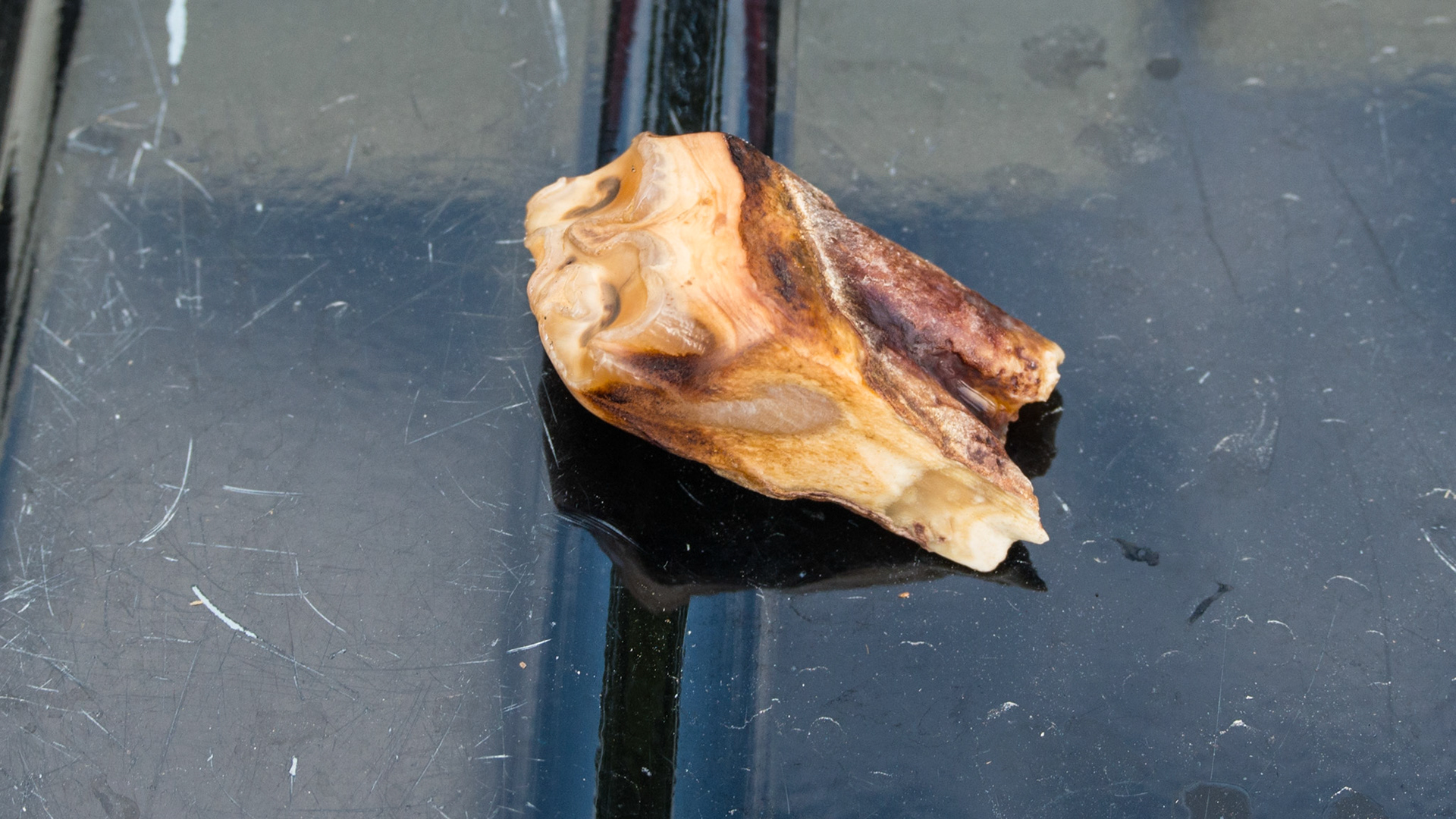 Extracted end stage cheek tooth