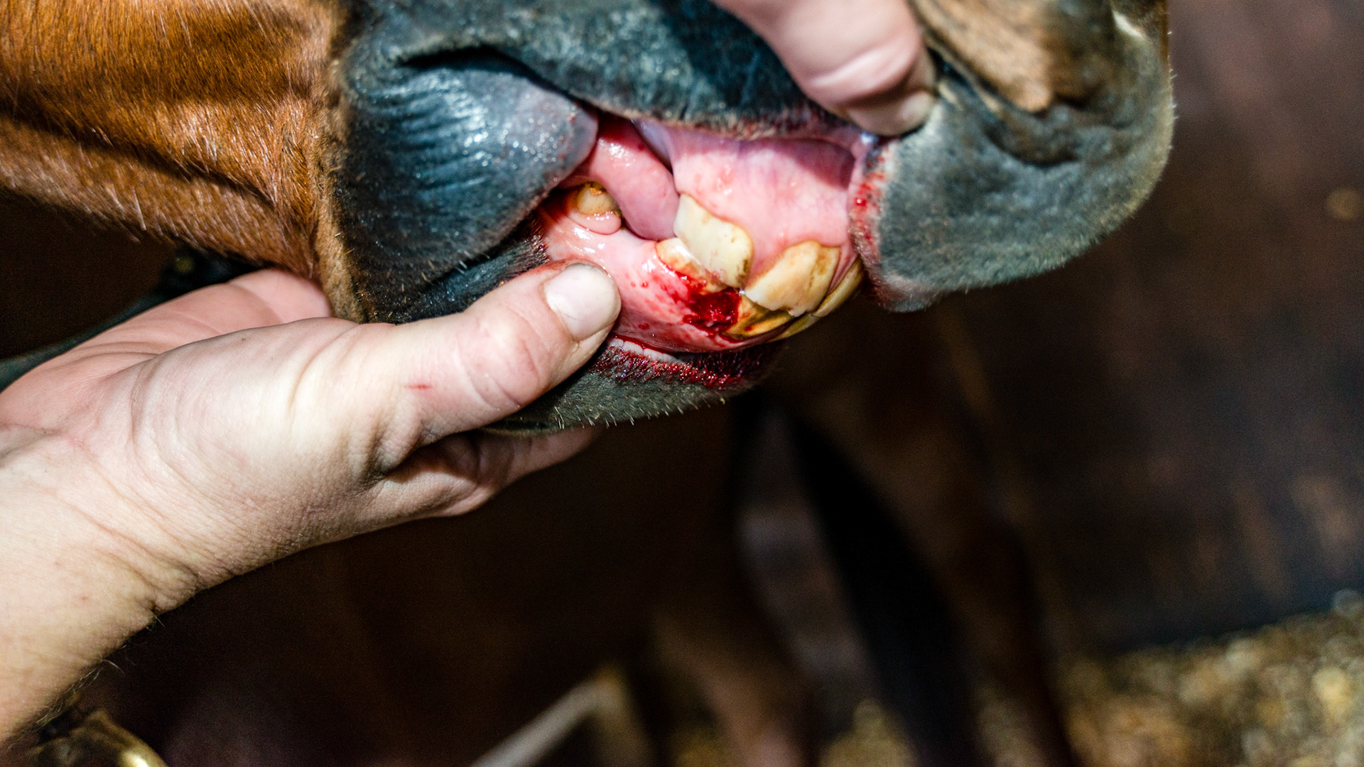 Horse B - Retained cap removed *SEE 8000750