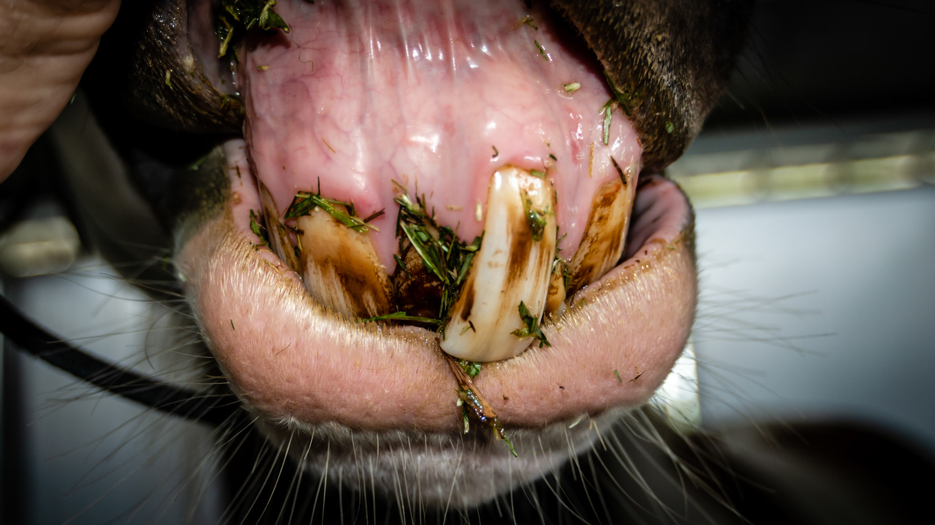 An extra upper incisor