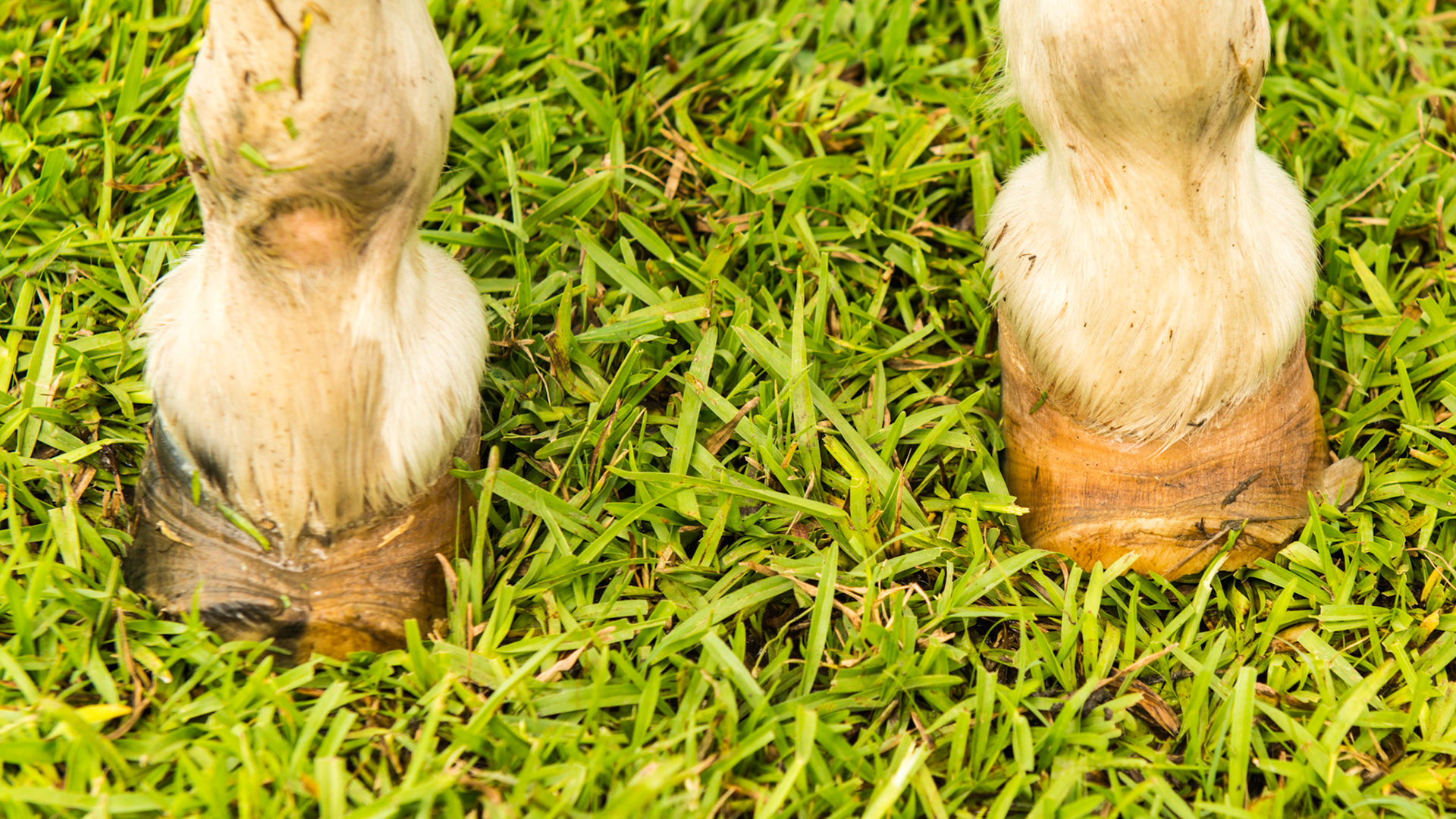Chronic laminitis in a mini horse. This shows the result of severe rotation of the coffin bone and its effect on the deformation of the hoof wall.