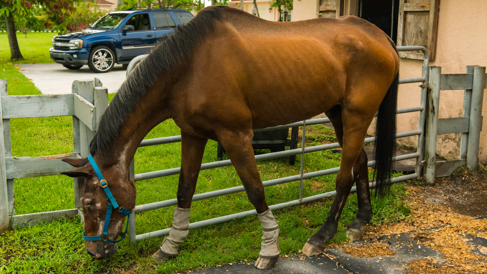 Horse B - BCS 2 - Very Thin ~ Emaciated. The skeleton is clearly visible but there is still a little fat tissue under the skin and the horse has some vitality to the skin. There is a space between the inner thighs.  This is a very old horse that is in the best of care, just fading away with age.