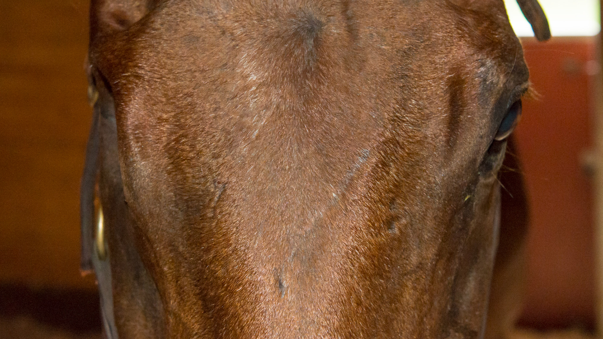 Horse A - Enucleation after severe fungal keratitis. Ocular muscles involved and their removal prevented the use of a prosthesis.