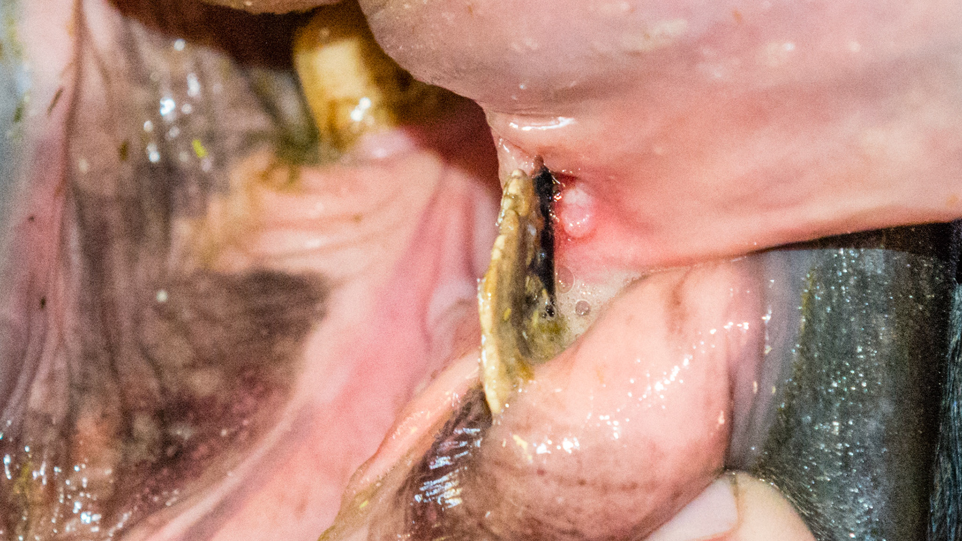 Staple -Tarter encrusted foreign object on the base of the tongue. The piece of tarter was the size of a guitar pick and just as thin. It was an incidental finding on a routine float.  The owner had not noticed any difficulty in chewing or riding.