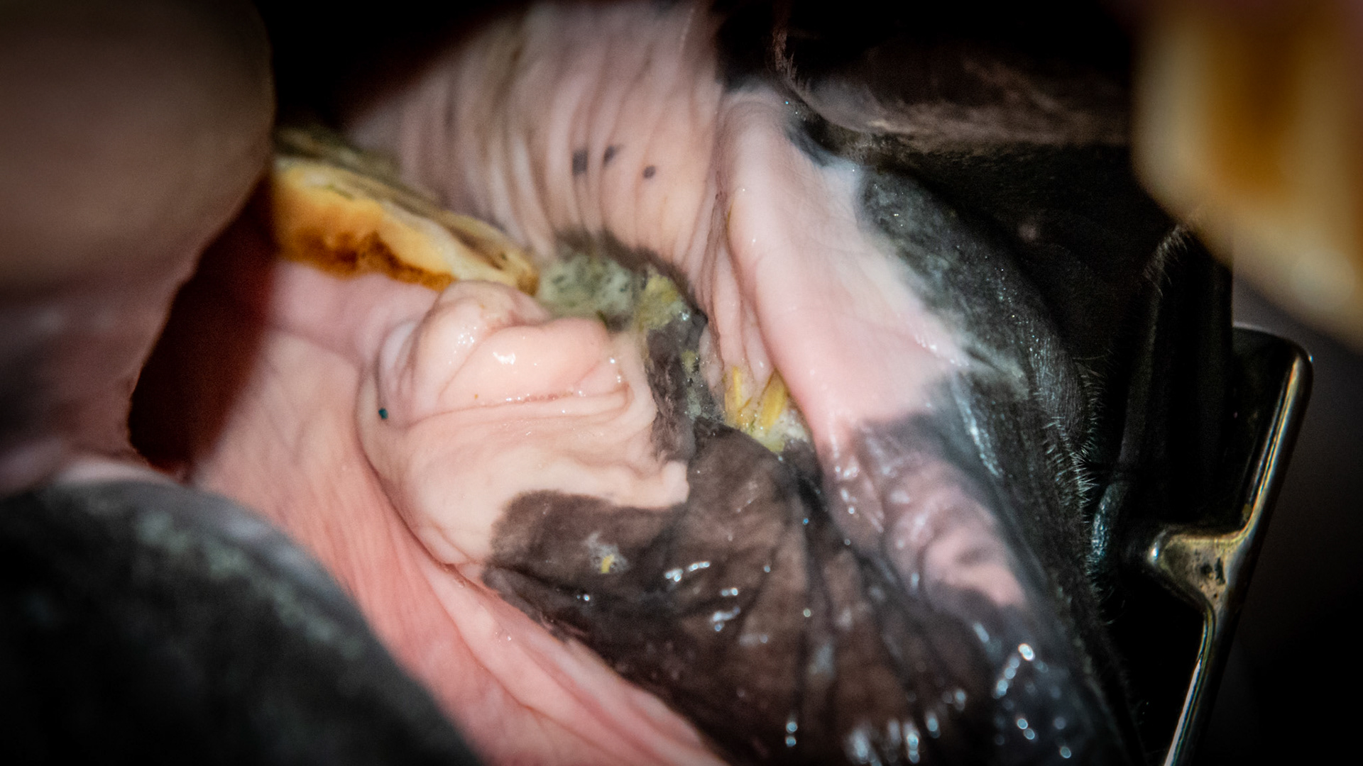 An unusual firm fat pad in front of 306 as well as flabby cheeks.  This horse had little feeling here and was reasonable to float in this area.