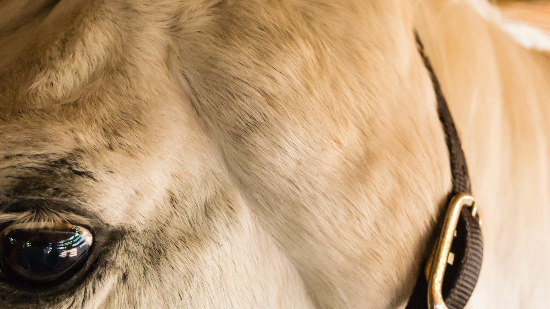 Melanoma in a 25 yr old is large at the base of the left ear.