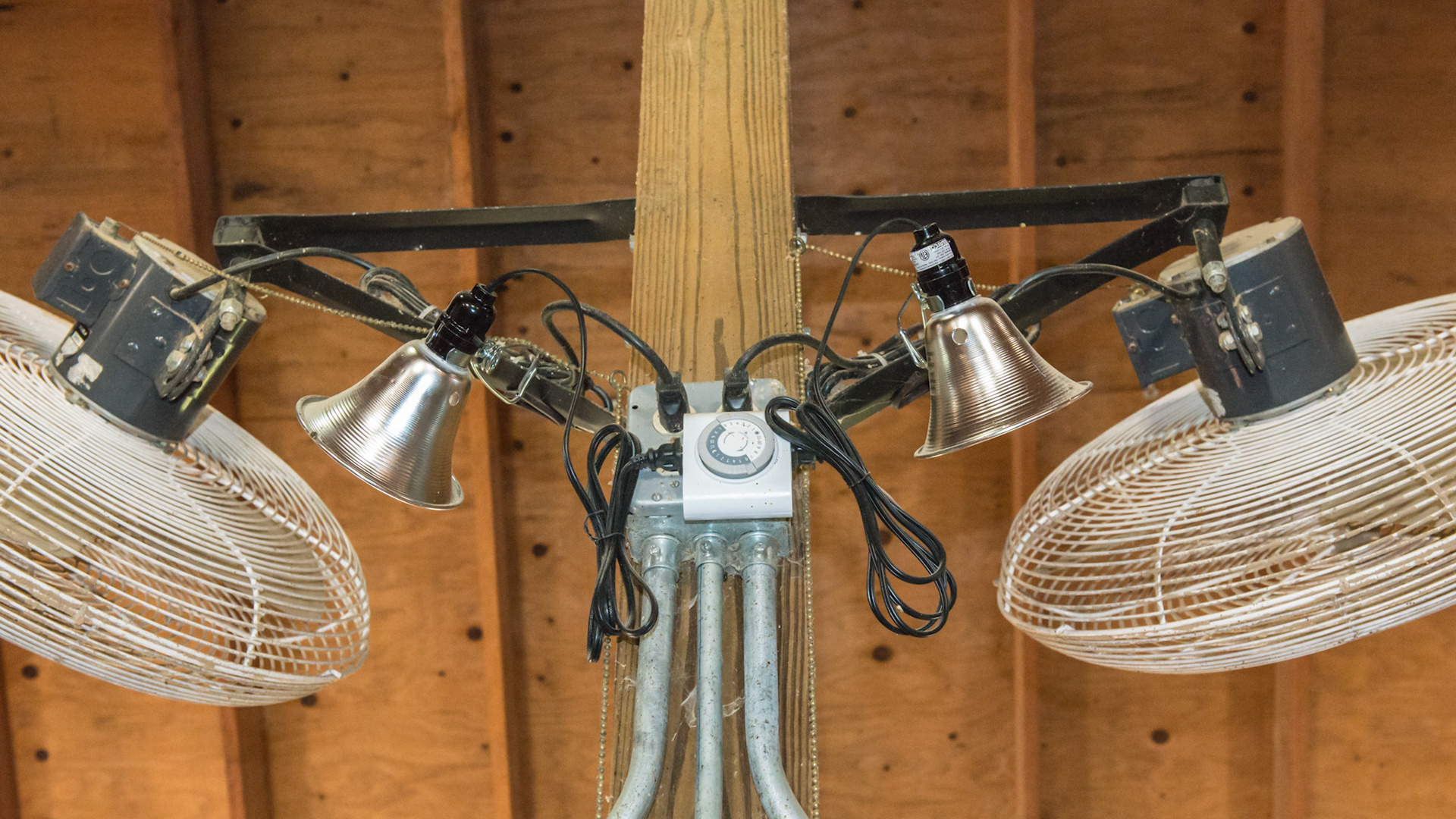 A 100 watt incandescent (cannot be fluorescent and not sure about LED) light bulb sets above each stall and is plugged into a timer to provide adequate amounts of light to fool the pituitary gland into thinking the amount of daylight is increasing.  This helps mares to start cycling and for the winter hair coat to shed in both genders.