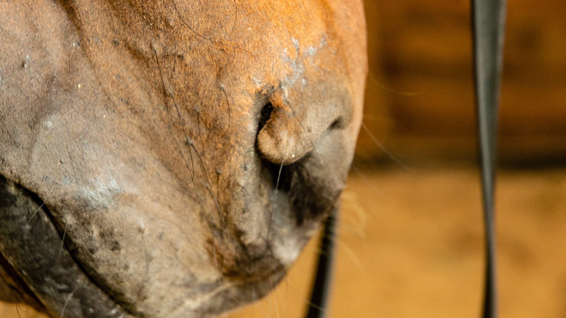 Alar fold of the nose. Scar from old tear.