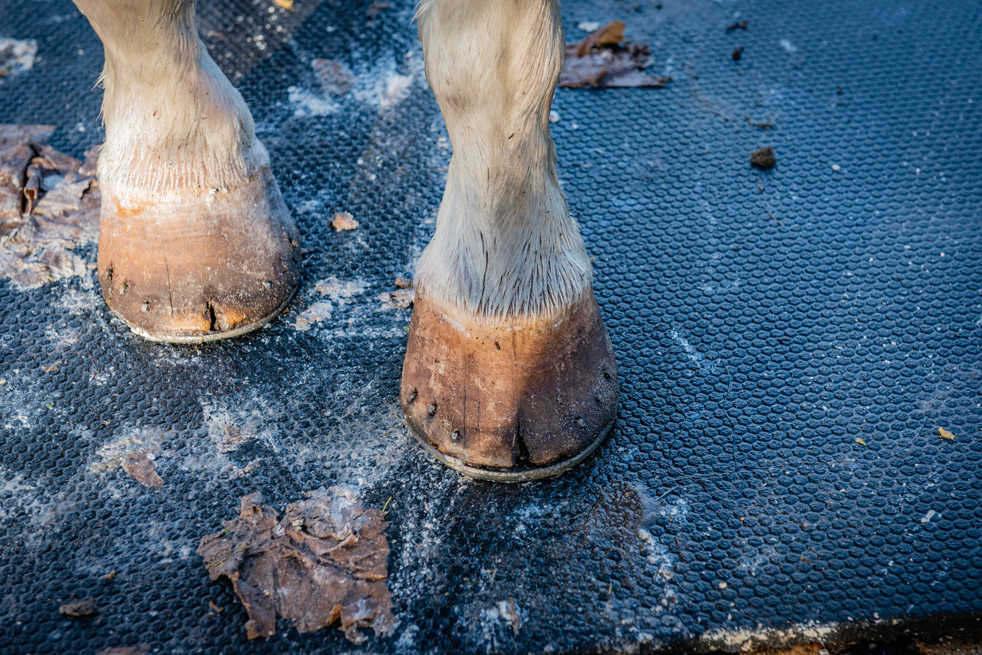 Underweight and signs of protein deficiency including deformed hooves, hoof cracks, poor hair coat and poor top line.g