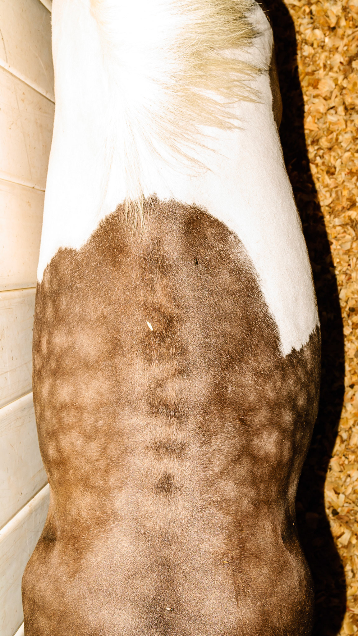 Horse A - BCS 5 - Moderate ~ The spine and ribs cannot be seen but can easily be felt with a light touch.  The withers, shoulders, and neck are smooth and rounded.  Fat can be felt at the tail head.