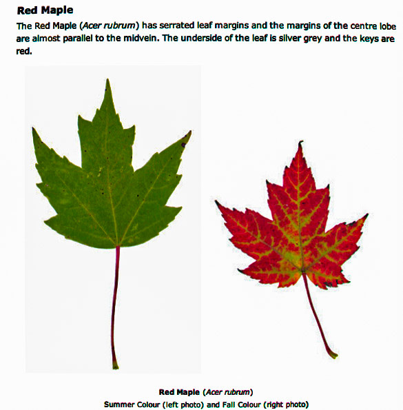 Read the description and learn to identify. Remember, it is not the living leaf but the dying wilted leaf from a downed branch after a storm that is toxic to horses.