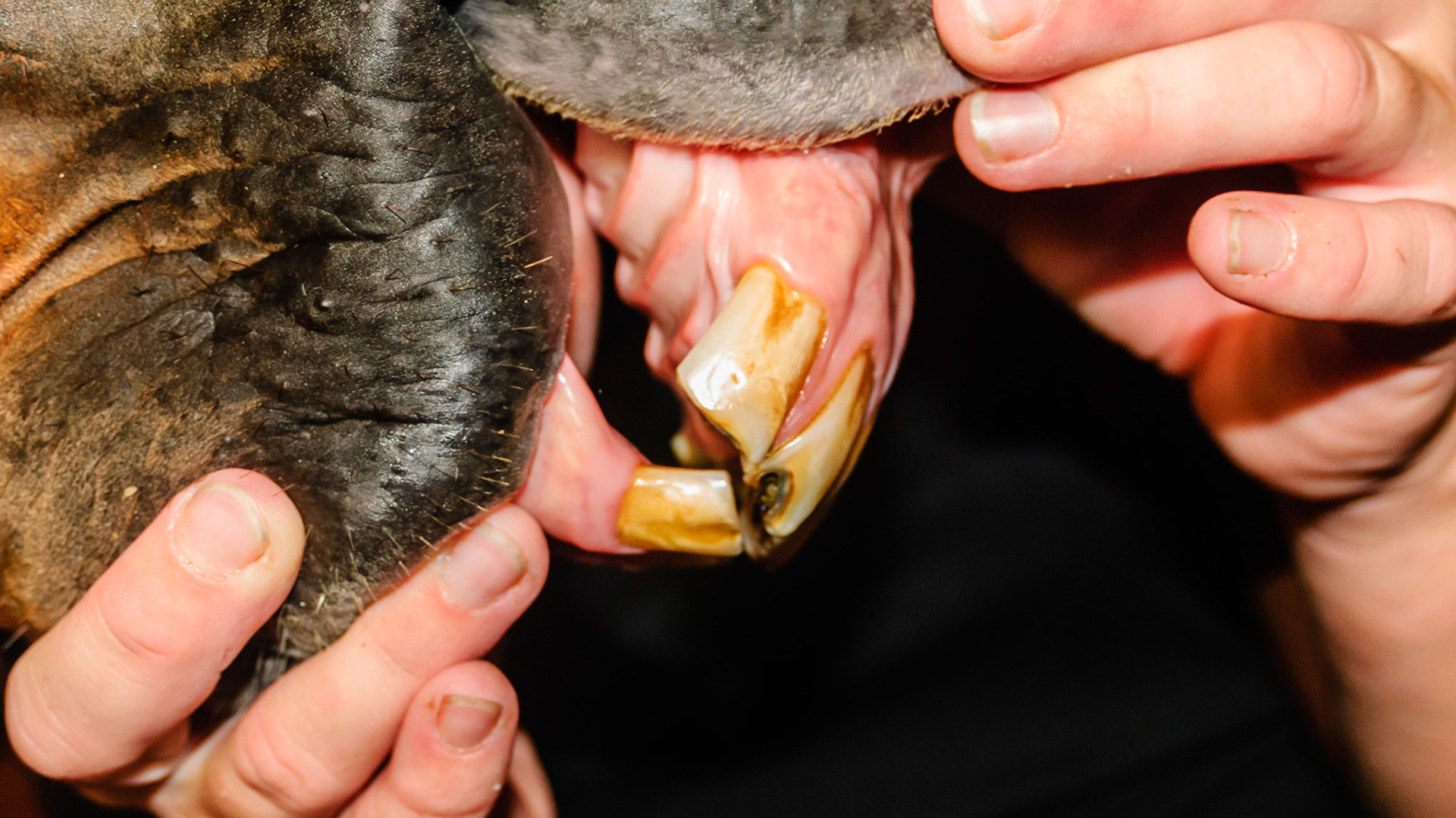 Missing multiple lower incisors but is in good body condition with no chewing issues.