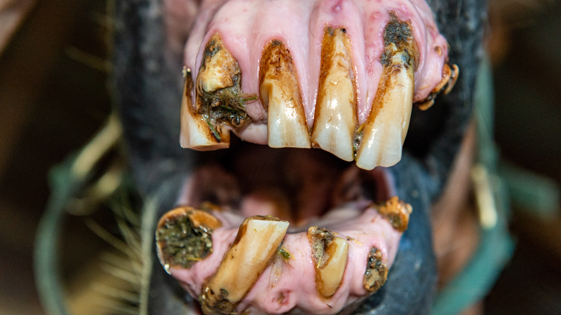 EOTRH horse 6 - Taken 8 months after extraction of decayed and fractured 403-  base of 402 exposed but firm in the mouth. All teeth firm with no bad smell or pain when filed with the small canine file. Cheek teeth not affected and in great shape in this 29 year old.